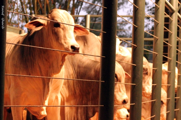 Leilões, Informações e Conteúdos para o Pecuarista