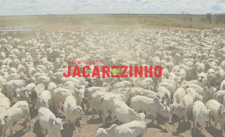 Maior vendedor de touros do Brasil